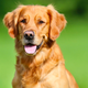 Illustration for article titled Hero Dog Fills Out Hospital Paperwork